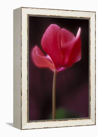 Red Cyclamen Abstract-Anna Miller-Framed Premier Image Canvas