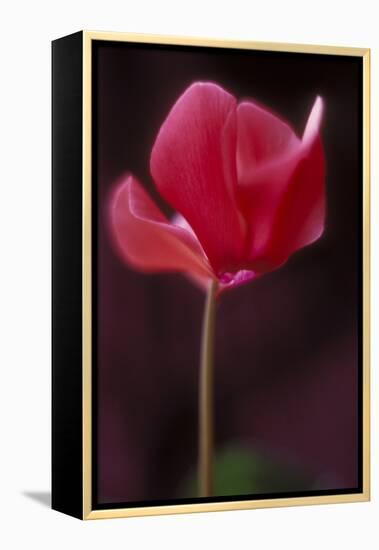 Red Cyclamen Abstract-Anna Miller-Framed Premier Image Canvas