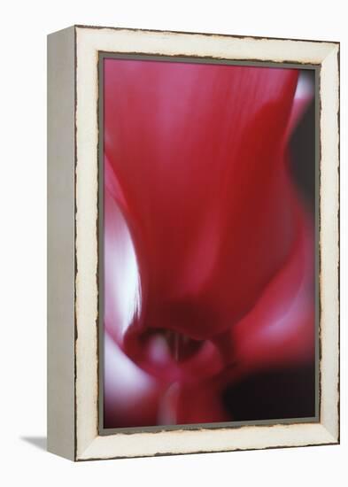 Red Cyclamen Abstract-Anna Miller-Framed Premier Image Canvas