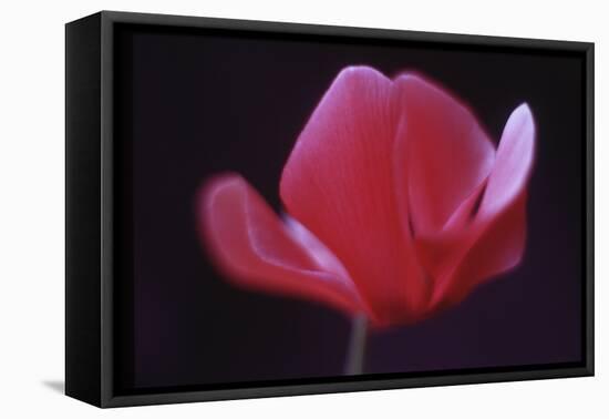 Red Cyclamen Abstract-Anna Miller-Framed Premier Image Canvas