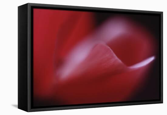 Red Cyclamen Abstract-Anna Miller-Framed Premier Image Canvas