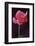 Red Cyclamen Abstract-Anna Miller-Framed Photographic Print