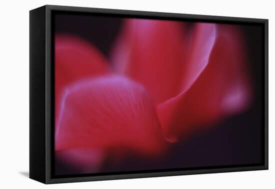 Red Cyclamen Abstract-Anna Miller-Framed Premier Image Canvas