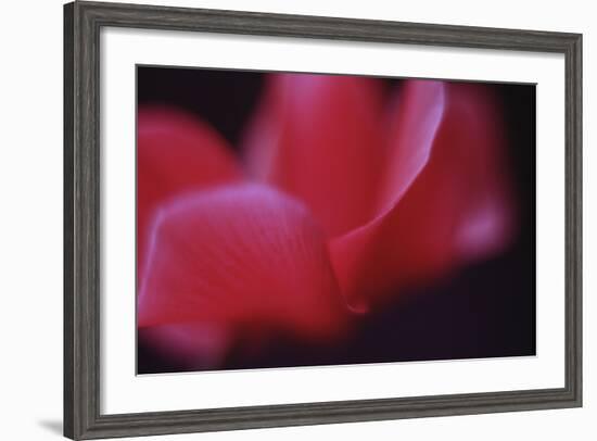 Red Cyclamen Abstract-Anna Miller-Framed Photographic Print