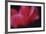 Red Cyclamen Abstract-Anna Miller-Framed Photographic Print