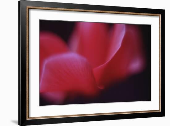 Red Cyclamen Abstract-Anna Miller-Framed Photographic Print