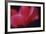 Red Cyclamen Abstract-Anna Miller-Framed Photographic Print