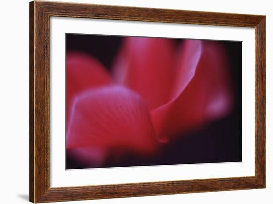 Red Cyclamen Abstract-Anna Miller-Framed Photographic Print