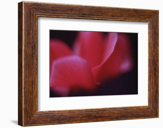 Red Cyclamen Abstract-Anna Miller-Framed Photographic Print