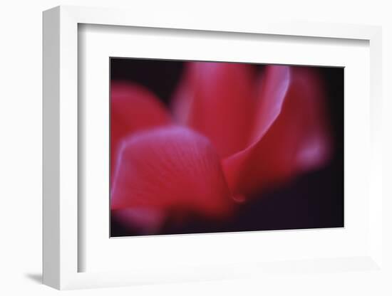 Red Cyclamen Abstract-Anna Miller-Framed Photographic Print