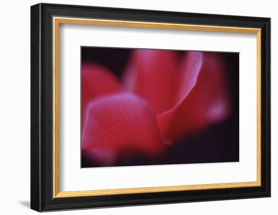 Red Cyclamen Abstract-Anna Miller-Framed Photographic Print