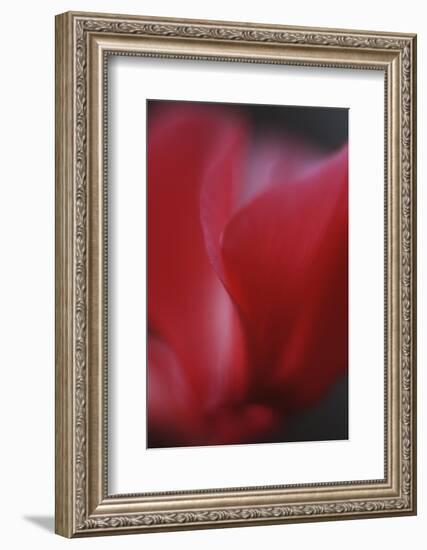 Red Cyclamen Abstract-Anna Miller-Framed Photographic Print