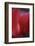 Red Cyclamen Abstract-Anna Miller-Framed Photographic Print