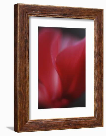 Red Cyclamen Abstract-Anna Miller-Framed Photographic Print