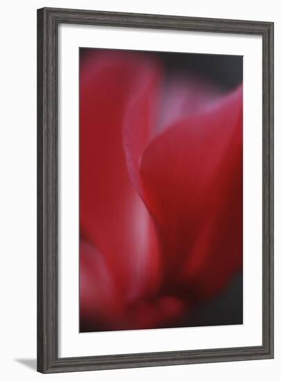 Red Cyclamen Abstract-Anna Miller-Framed Photographic Print