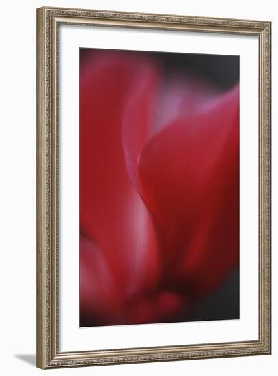 Red Cyclamen Abstract-Anna Miller-Framed Photographic Print