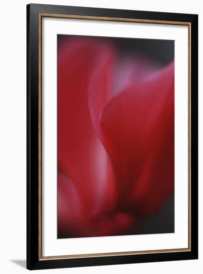 Red Cyclamen Abstract-Anna Miller-Framed Photographic Print