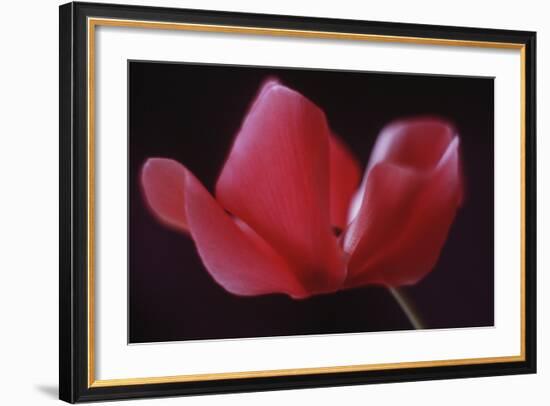 Red Cyclamen Abstract-Anna Miller-Framed Photographic Print