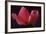 Red Cyclamen Abstract-Anna Miller-Framed Photographic Print