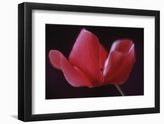 Red Cyclamen Abstract-Anna Miller-Framed Photographic Print