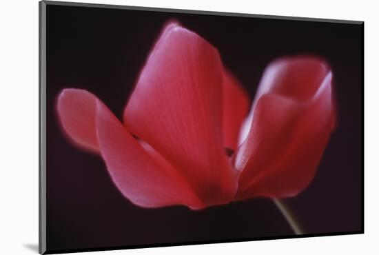 Red Cyclamen Abstract-Anna Miller-Mounted Photographic Print