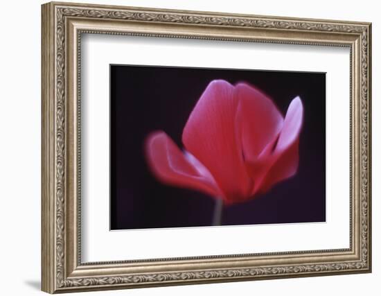 Red Cyclamen Abstract-Anna Miller-Framed Photographic Print