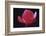 Red Cyclamen Abstract-Anna Miller-Framed Photographic Print