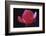 Red Cyclamen Abstract-Anna Miller-Framed Photographic Print