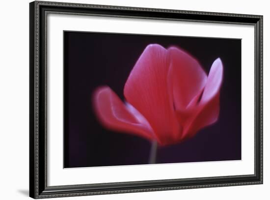 Red Cyclamen Abstract-Anna Miller-Framed Photographic Print