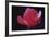 Red Cyclamen Abstract-Anna Miller-Framed Photographic Print