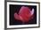 Red Cyclamen Abstract-Anna Miller-Framed Photographic Print