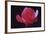 Red Cyclamen Abstract-Anna Miller-Framed Photographic Print