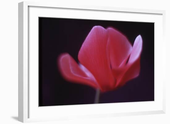 Red Cyclamen Abstract-Anna Miller-Framed Photographic Print