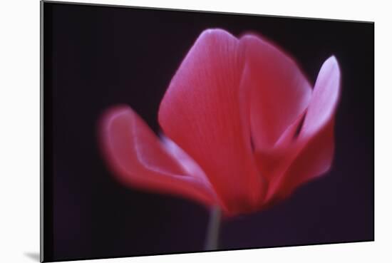Red Cyclamen Abstract-Anna Miller-Mounted Photographic Print