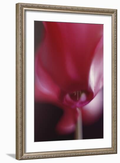 Red Cyclamen Abstract-Anna Miller-Framed Photographic Print