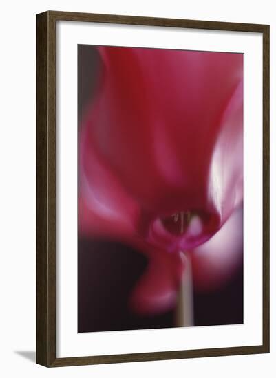 Red Cyclamen Abstract-Anna Miller-Framed Photographic Print