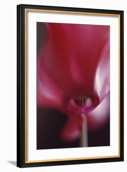 Red Cyclamen Abstract-Anna Miller-Framed Photographic Print