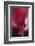 Red Cyclamen Abstract-Anna Miller-Framed Photographic Print