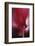 Red Cyclamen Abstract-Anna Miller-Framed Photographic Print