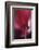 Red Cyclamen Abstract-Anna Miller-Framed Photographic Print