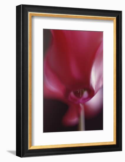 Red Cyclamen Abstract-Anna Miller-Framed Photographic Print