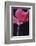 Red Cyclamen Abstract-Anna Miller-Framed Photographic Print