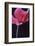 Red Cyclamen Abstract-Anna Miller-Framed Photographic Print