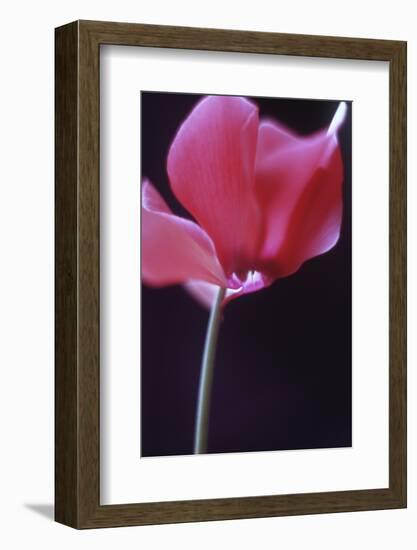 Red Cyclamen Abstract-Anna Miller-Framed Photographic Print