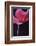 Red Cyclamen Abstract-Anna Miller-Framed Photographic Print