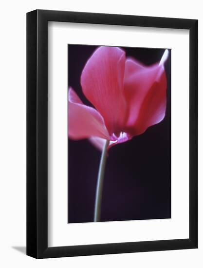 Red Cyclamen Abstract-Anna Miller-Framed Photographic Print