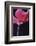 Red Cyclamen Abstract-Anna Miller-Framed Photographic Print