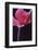 Red Cyclamen Abstract-Anna Miller-Framed Photographic Print