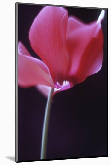Red Cyclamen Abstract-Anna Miller-Mounted Photographic Print