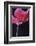 Red Cyclamen Abstract-Anna Miller-Framed Photographic Print